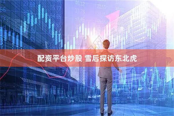 配资平台炒股 雪后探访东北虎
