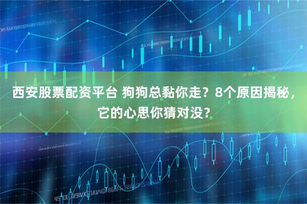 西安股票配资平台 狗狗总黏你走？8个原因揭秘，它的心思你猜对没？